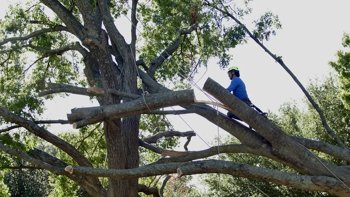 Professional Hazardous Tree Removal performed by certified arborists in Balsam Grove