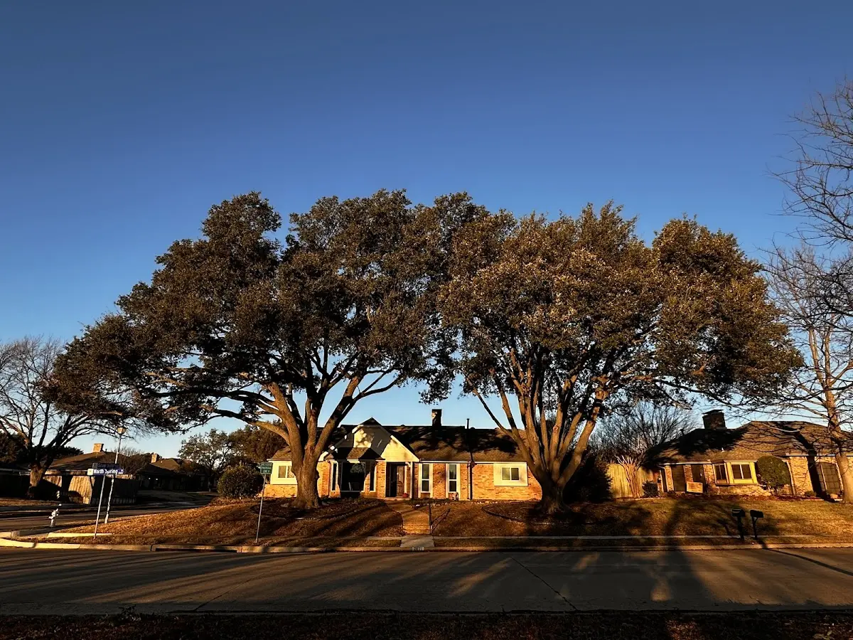 Established residential canopy tree shading a home in Balsam Grove